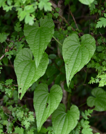 Тамус обыкновенный "Адамов корень" (лат. Dioscorea communis), семена