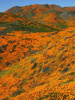Мак калифорнийский эшшольция микс (лат. Eschscholzia californica), 100 штук