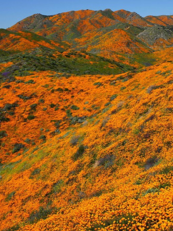 Мак калифорнийский эшшольция микс (лат. Eschscholzia californica), 100 штук