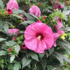 Гибискус травянистый, или розовая мальва (лат. Hibiscus Moscheutos), семена