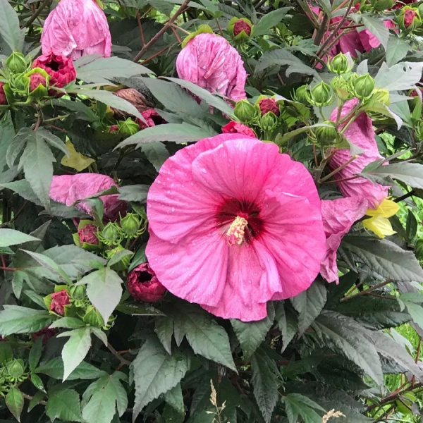 Гибискус травянистый, или розовая мальва (лат. Hibiscus Moscheutos), семена