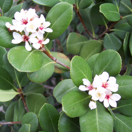 Иглочешуйник зонтичный или Рафиолепис зонтичный (лат. Rhaphiolepis umbellata), семена