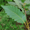 Дуб иберийский (лат. Quercus iberica Stev.), семена 
