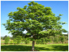 Ясень носолистный (лат. Fraxinus rhynchophylla), семена