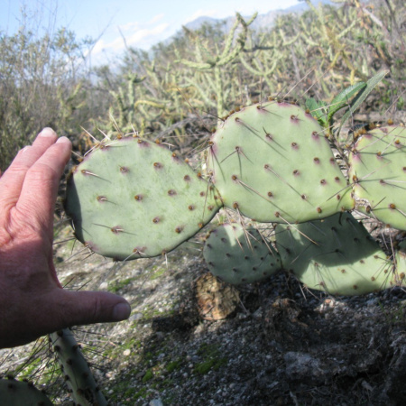 Кактус Опунция Каманчская зимующий (лат. Opuntia camanchica Engelm.), семена 0,2 грамма