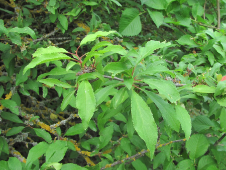 Алыча, или слива растопыренная желтые плоды (лат. Prunus cerasifera), семена