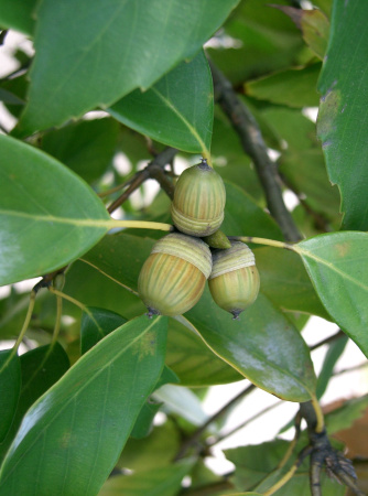 Дуб сизый, или Японский голубой дуб (лат. Quercus glauca), саженцы, 3 шт