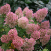 Гортензия метельчатая Бобо (лат. Hydrangea paniculata 'Bobo') С3, саженец