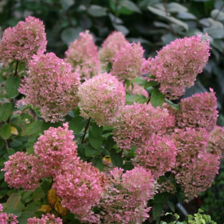 Гортензия метельчатая Бобо (лат. Hydrangea paniculata 'Bobo') С3, саженец