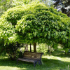 Катальпа прекрасная (лат. Catalpa speciosa), семена