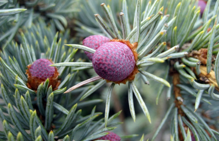 Ель колючая, или Ель голубая (лат. Picea pungens), саженец, 1 шт