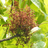 Слива непальская, или Хероспондиас пазушный (лат. Choerospondias axillaris)
