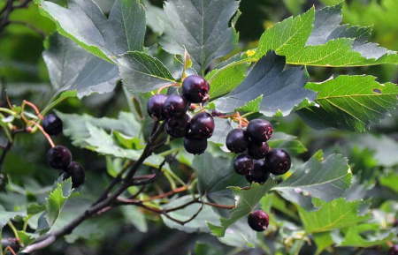 Боярышник микс: Арнольда, крупноплодный, сибирский (лат. Crataegus mix), семена