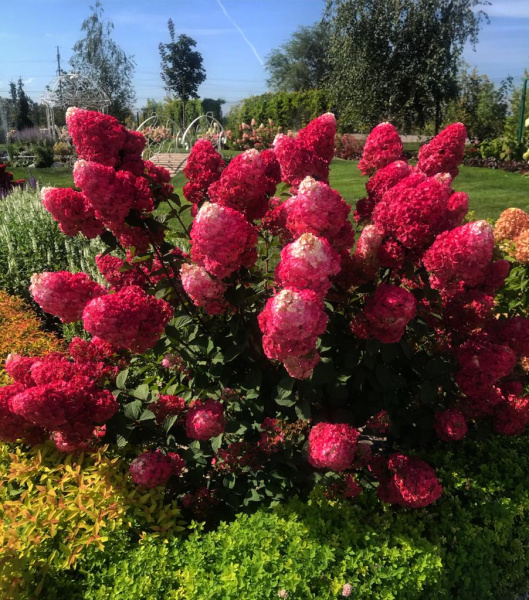 Гортензия метельчатая Самарская Лидия (лат. Hydrangea paniculata 'Samarskaya Lidiya')