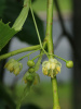 Липа американская (лат. Tilia americana), семена
