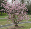 Миндаль трехлопастный, или луизеания трехлопастная (лат. Prunus triloba), семена