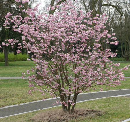 Миндаль трехлопастный, или луизеания трехлопастная (лат. Prunus triloba), семена