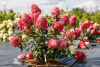 Гортензия метельчатая Самарская Лидия (лат. Hydrangea paniculata 'Samarskaya Lidiya')