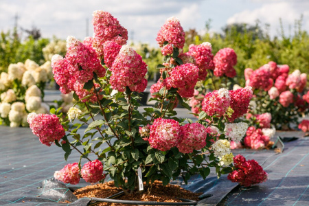 Гортензия метельчатая Самарская Лидия (лат. Hydrangea paniculata 'Samarskaya Lidiya')