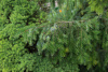 Ель сербская (лат. Picea omorika), семена