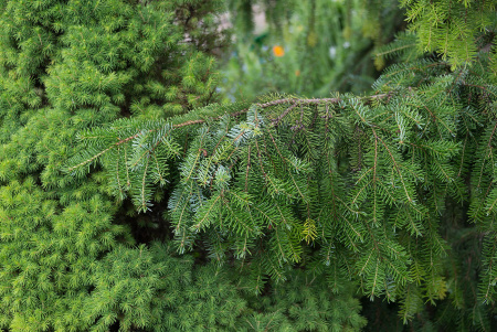 Ель сербская (лат. Picea omorika), семена
