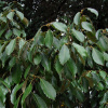 Дуб сизый, или Японский голубой дуб (лат. Quercus glauca), семена 