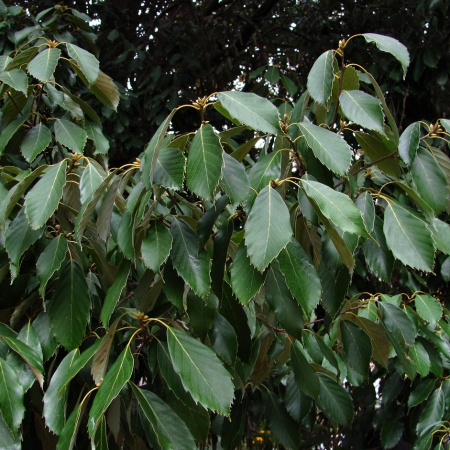 Дуб сизый, или Японский голубой дуб (лат. Quercus glauca), семена 