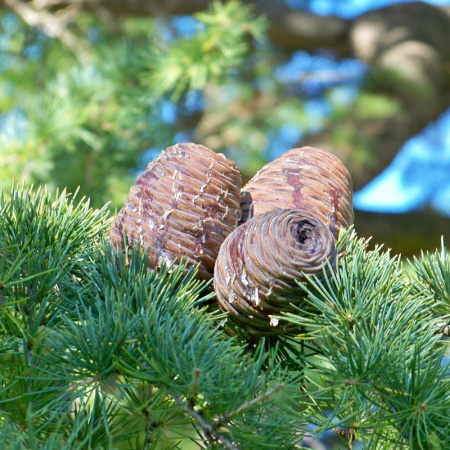 Кедр гималайский (лат. Cedrus deodara), семена