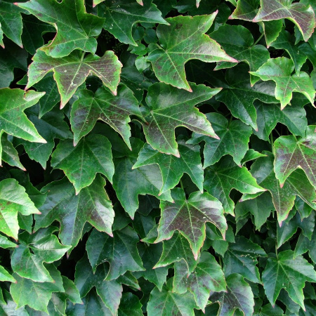 Виноград девичий триостренный Вичи (лат. Parthenocissus tricuspidata 'Veitchii'), семена