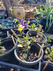 Фиалка трёхцветная, или анютины глазки (лат. Viola tricolor), семена 50 шт