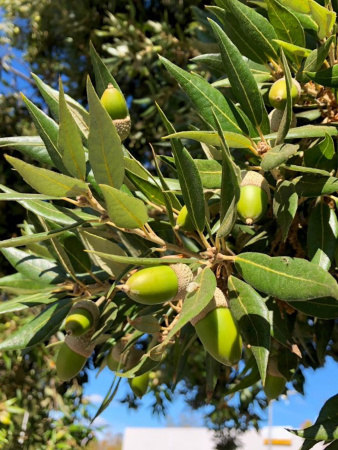 Дуб каменный (лат. Quercus ilex), сеянец, 3 шт 