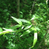 Бамбук гигантский (лат. Phyllostachys pubescens), семена