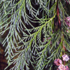 Кипарисовик Лоусона (лат. Chamaecyparis lawsoniana), семена 0,2 грамма