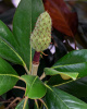Магнолия крупноцветковая  (лат. Magnolia grandiflora), семена