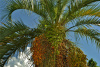Пальма Финик канарский (лат. Phoenix canariensis), семена
