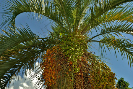 Пальма Бутия головчатая, Бутия Капитата, или Буция (лат. Butia capitata), семена