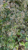 Клематис трехцветковый (лат. Clematis terniflora), семена 