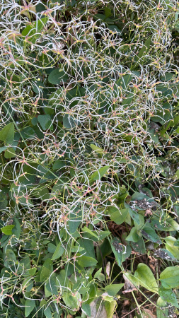 Клематис трехцветковый (лат. Clematis terniflora), семена 