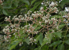Эводия Даниэля пчелиное дерево (лат. Tetradium daniellii), 20 шт