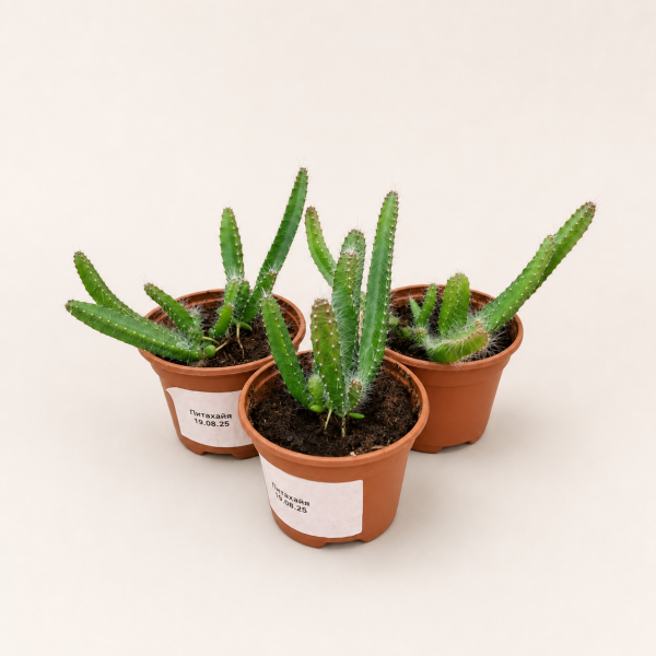 Питахайя Драконий фрукт (лат. Hylocereus undatus), саженцы, 3 шт