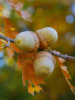 Дуб красный (лат. Quercus rubra), сеянец, 3 шт 