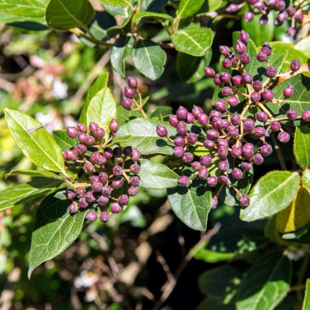Калина лавролистная, семена (лат. Viburnum tinus) 