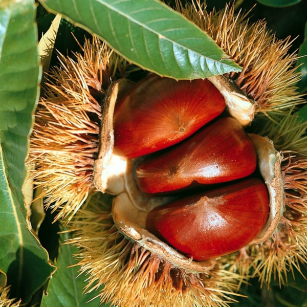 Каштан посевной (лат. Castanea sativa) 10 шт, семена 