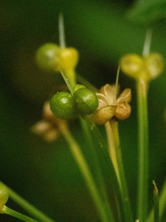 Черемша медвежий лук (лат. Allium ursinum), семена
