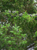 Пихта бальзамическая (лат. Abies balsamea), саженец, 1 ш