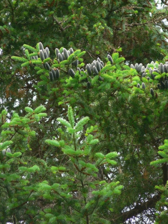 Пихта бальзамическая (лат. Abies balsamea), саженец, 1 ш