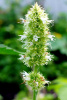 Лофант тибецкий белоцветковый, или Многоколосник морщинистый (лат. Agastache rugosa), семена