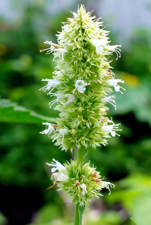 Лофант тибецкий белоцветковый, или Многоколосник морщинистый (лат. Agastache rugosa), семена