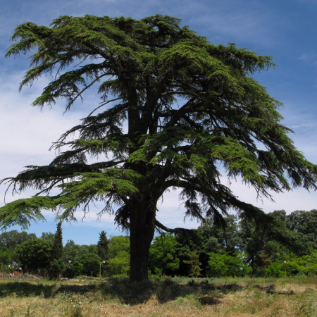 Кедр ливанский (лат. Cedrus libani), семена 