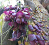 Мукуна вечнозелёная (лат. Mucuna sempervirens) 5 шт, семена